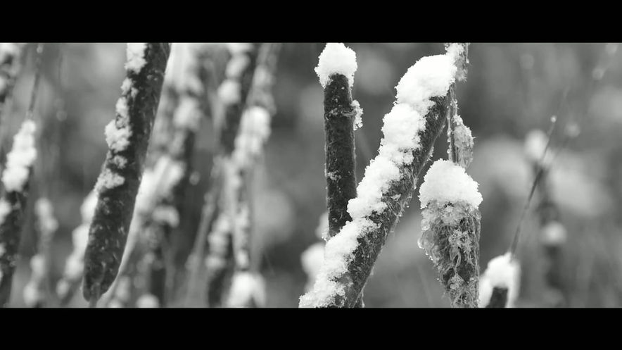 Blanc de Neige - Genevieve Leclerc